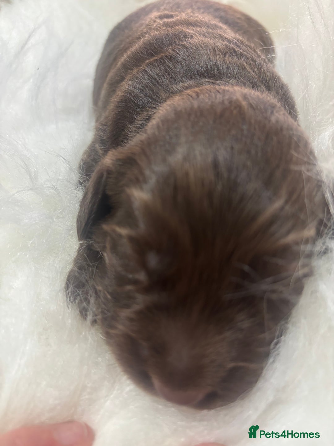 Sprocker dogs for sale: DNA CLEAR SUPERB QUALITY  LITTER🎃 - Image 10