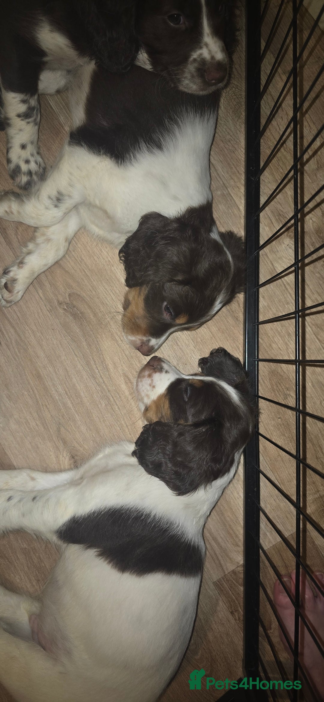 Sprocker dogs for sale: Home-Reared Sprocker Puppies  - Advert 29