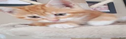 Mixed Breed cats for sale: Rare beautiful ginger tabby girl in Harlow - Advert 21