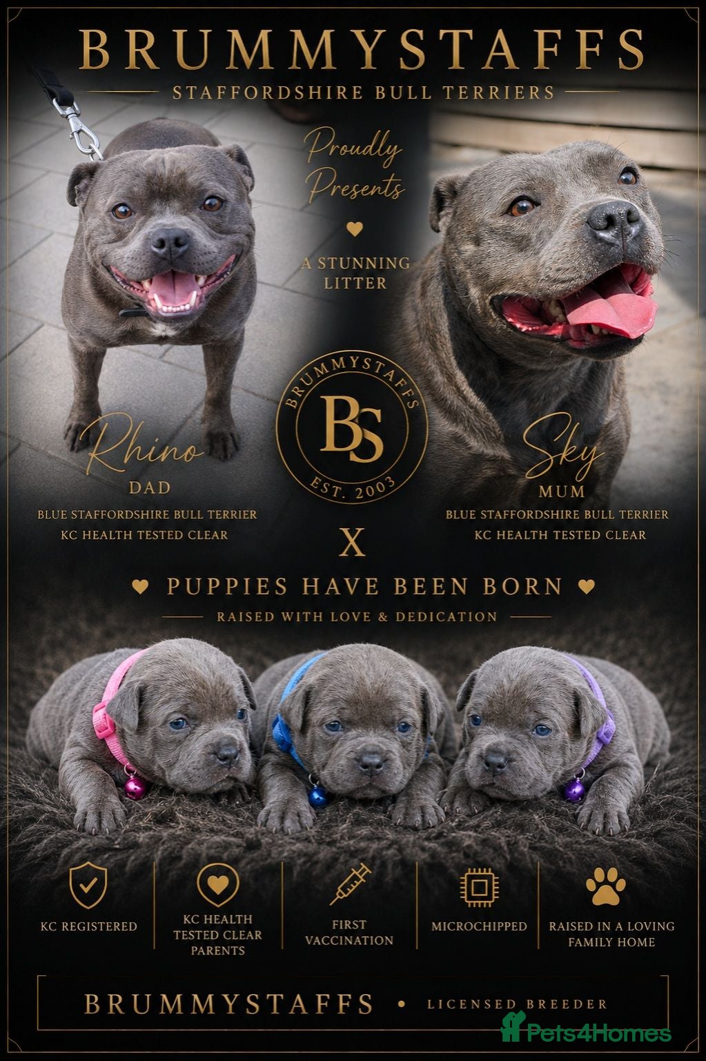 Staffordshire Bull Terrier dogs SOLID BLUE TEDDY BEARS STAFFS 🧸  - Advert 1
