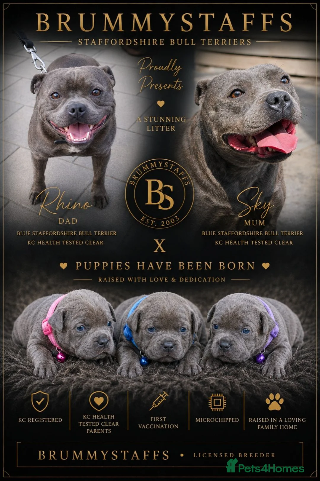 Staffordshire Bull Terrier dogs for sale: SOLID BLUE TEDDY BEARS STAFFS 🧸  - Advert 1