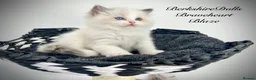 Ragdoll cats for sale: Gorgeous kittens with true ragdoll character - Advert 6