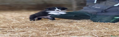 Border Collie Puppy 5