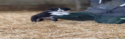 Border Collie dogs for sale: 7 border collie puppies 🐾 - Advert 8