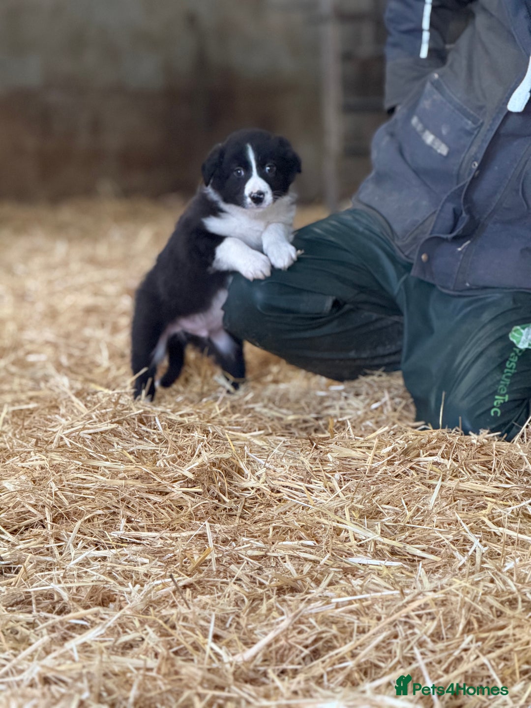 Border Collie dogs for sale: 7 border collie puppies 🐾 - Advert 8