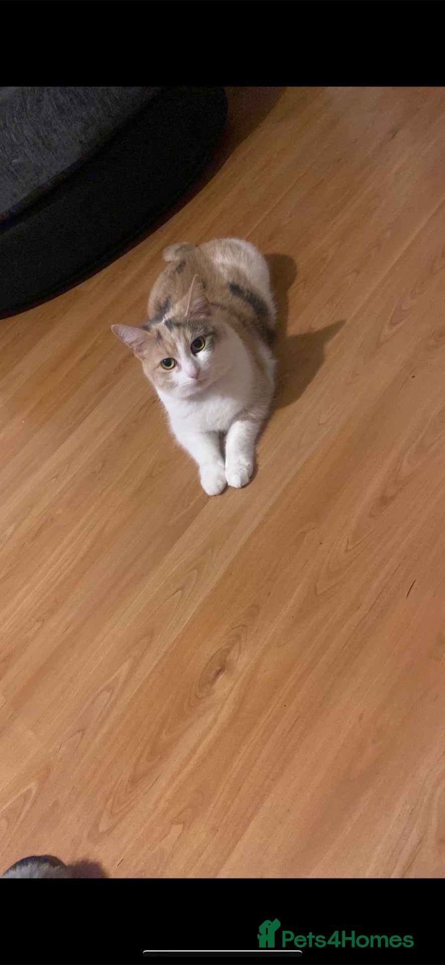 Mixed Breed cats ‼️4 beautiful male kitten ready to leave now - Advert 5
