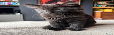Mixed Breed Kitten 2
