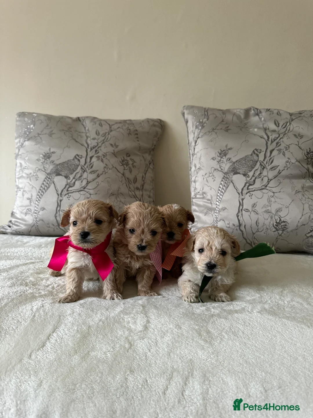 Maltipoo dogs for sale: Beautiful Maltipoo Puppies - Advert 17