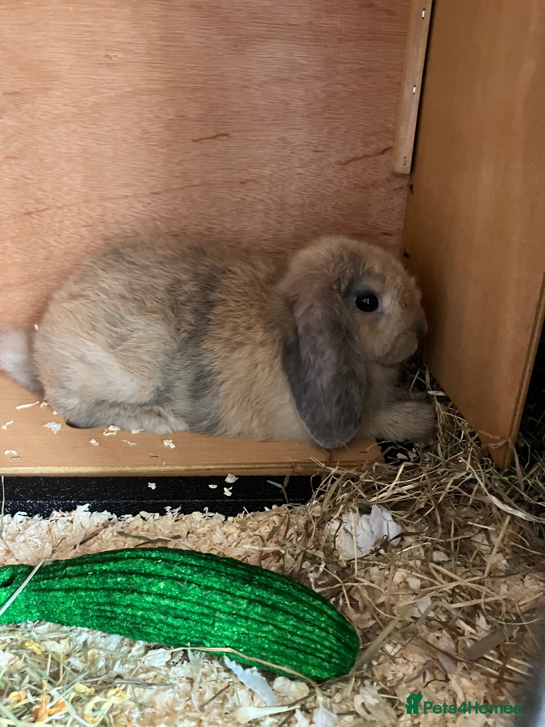 Mini Lop rabbits for sale: 2 Beutiful bunnies ginger and grey! - Advert 3