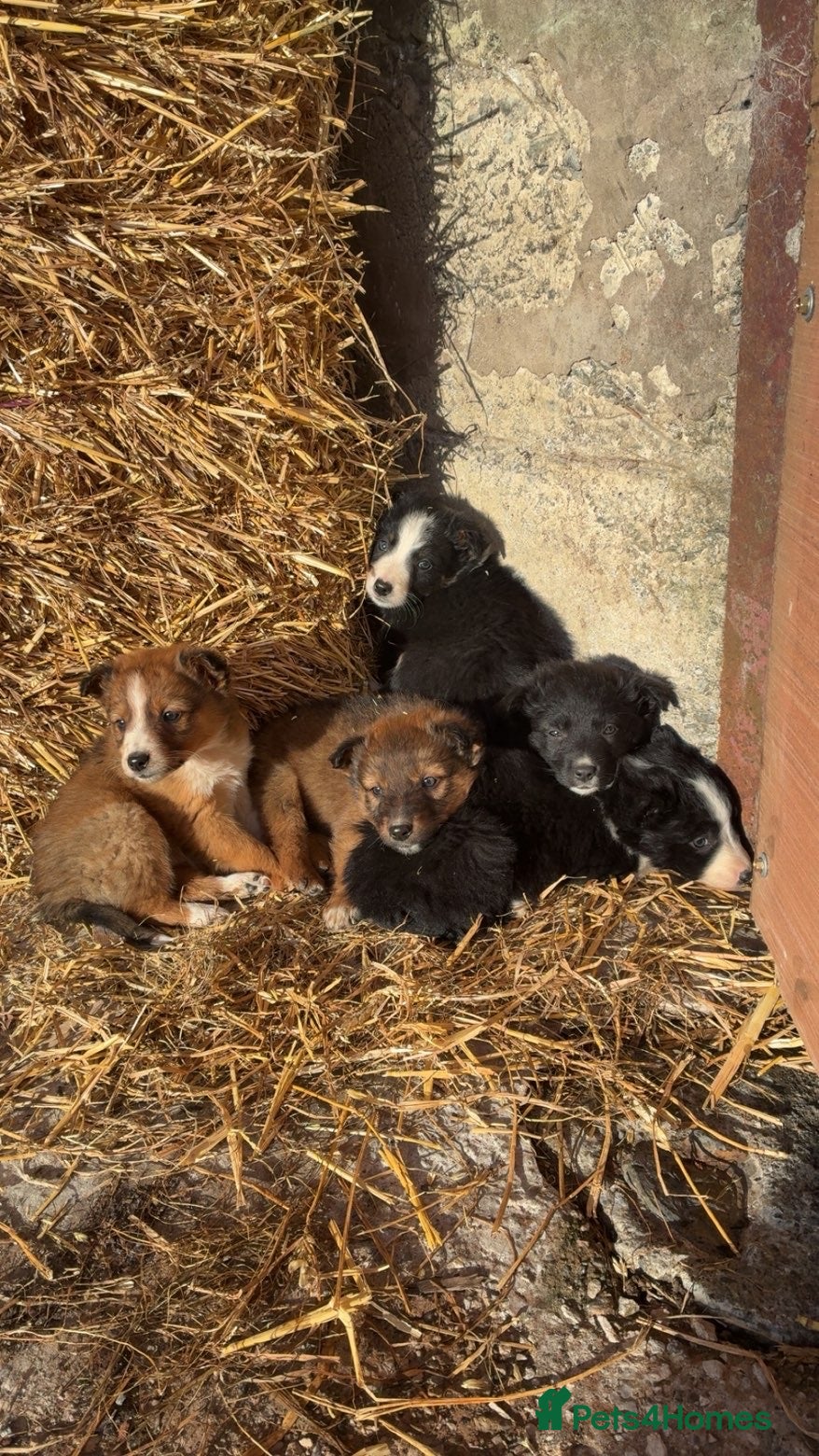 Border Collie dogs Border Collie Pups For Sale 🏡  - Advert 6