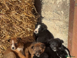 Border Collie dogs Border Collie Pups For Sale 🏡 - Advert 6
