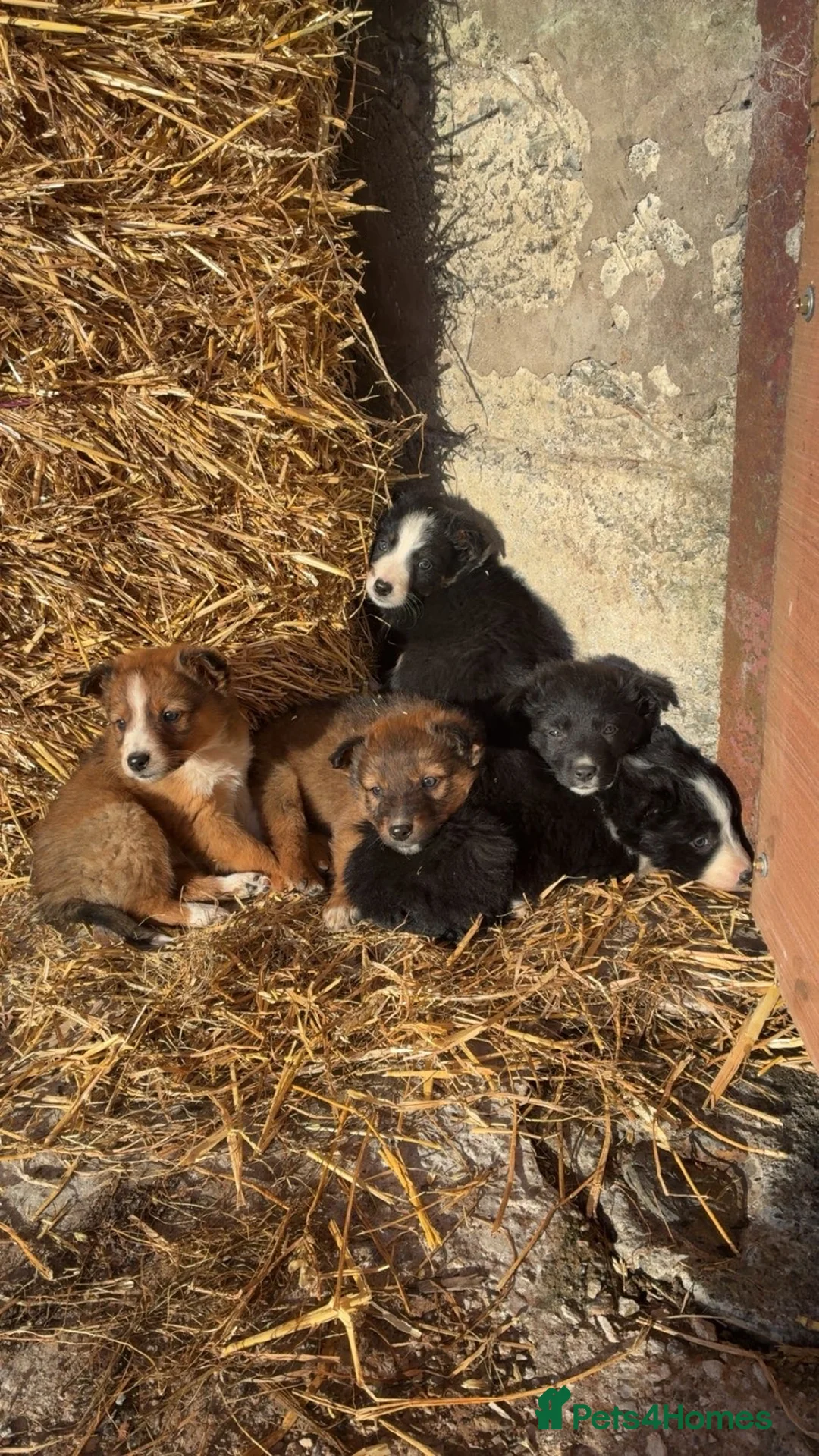 Border Collie dogs for sale: Border Collie Pups For Sale 🏡  - Advert 1