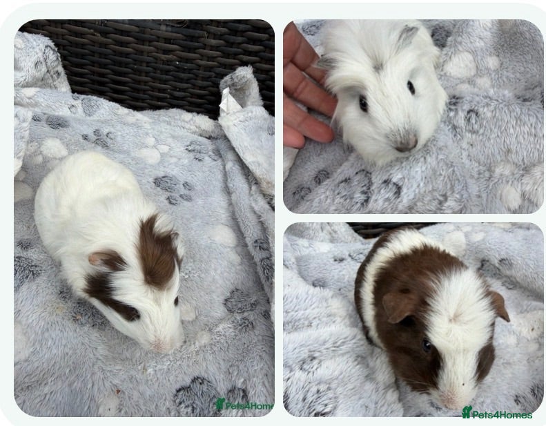 Guinea Pig rodents Baby guinea pigs - Advert 12
