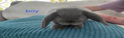 Mini Lop rabbits for sale: Baby mini lops - Advert 2