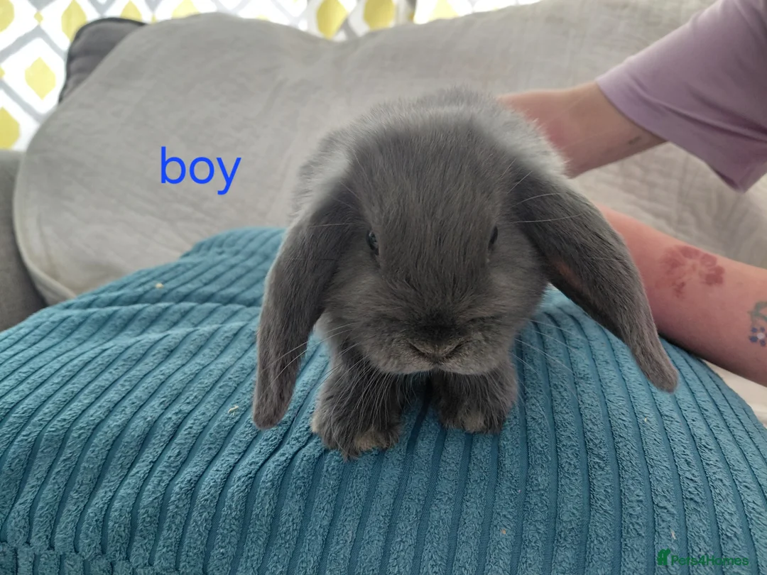 Mini Lop rabbits for sale: Baby mini lops - Advert 2