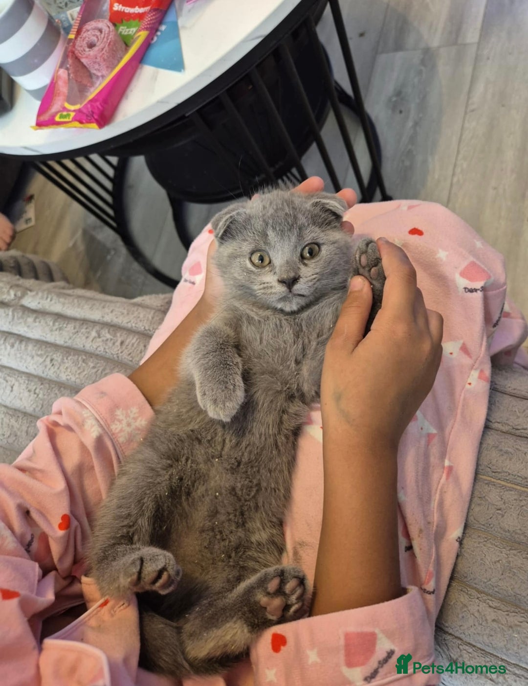 Scottish Fold cats for sale: Scottish Fold Kittens🩵 - Image 4