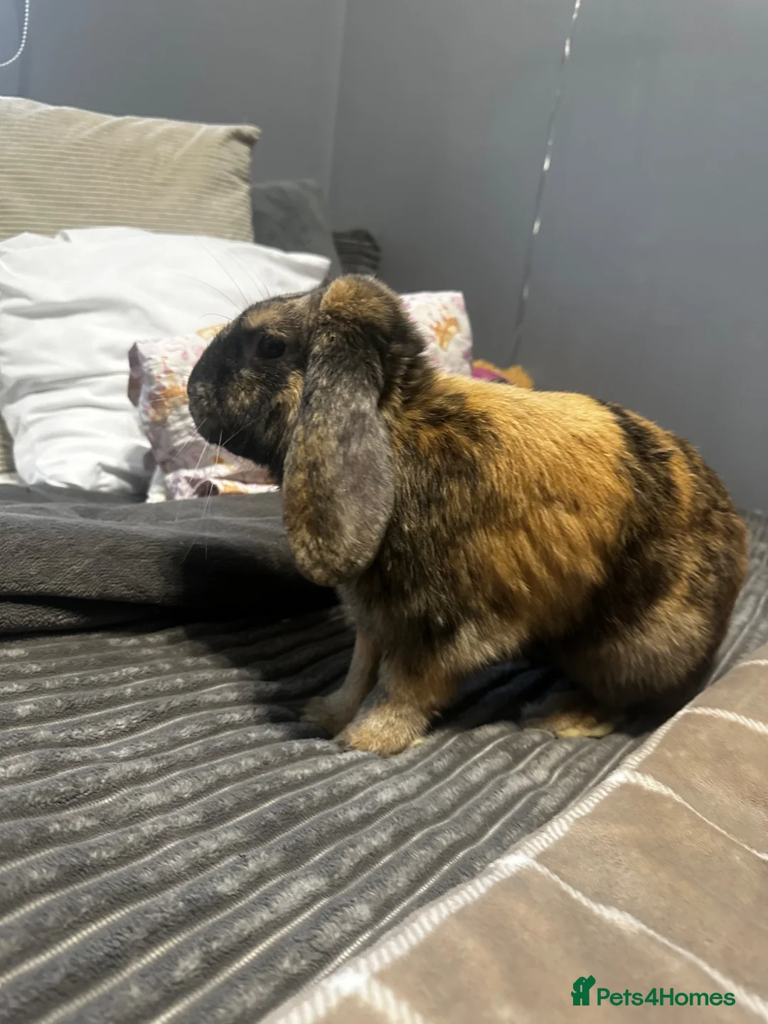 Mini Lop rabbits for sale: Beautiful Mini Lop  - Advert 3