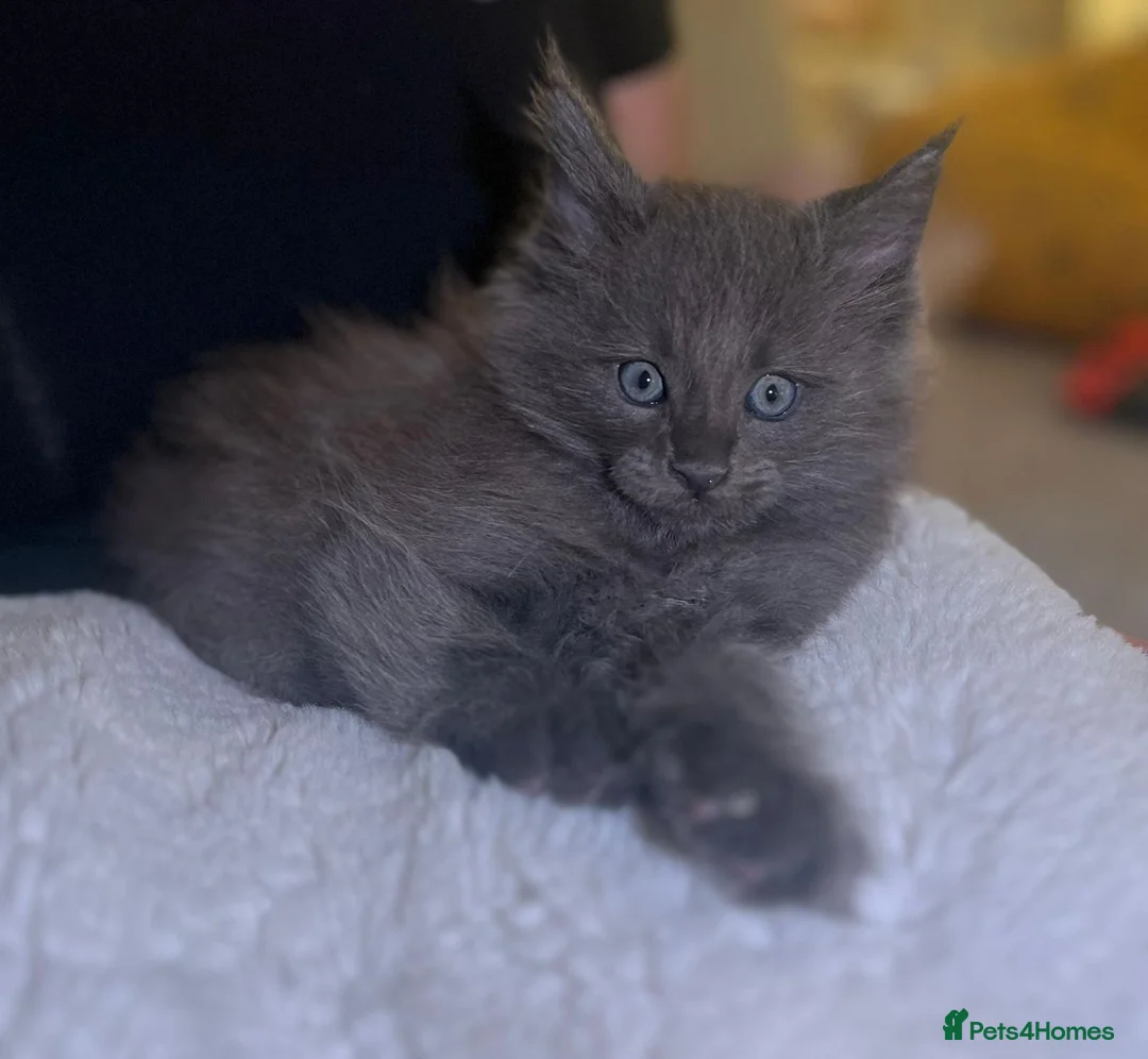 Maine Coon cats for sale: Rare stunning tri blue torti main coon kittens - Advert 7