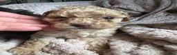 Toy Poodle dogs for sale: KC brown Parti, apricot, brown Toy Poodles - Advert 8