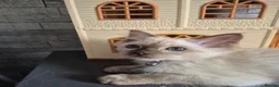 Ragdoll cats for sale: Pretty chocolate mink Ragdoll - Advert 6