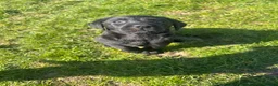 Labrador Retriever dogs for sale: Labrador puppies in Stockton-on-Tees - Advert 3