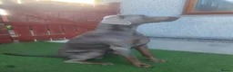 Dobermann dogs for stud: Proven KC Isabella Fawn Stud Champion Bloodlines - Advert 9