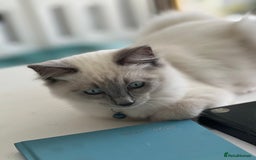 Ragdoll cats for sale: Blue mitted and bicolour ragdolls - Image 6
