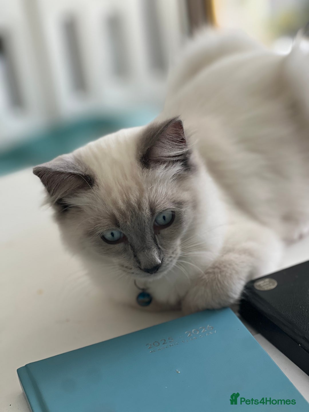 Ragdoll cats for sale: Blue mitted and bicolour ragdolls - Image 6