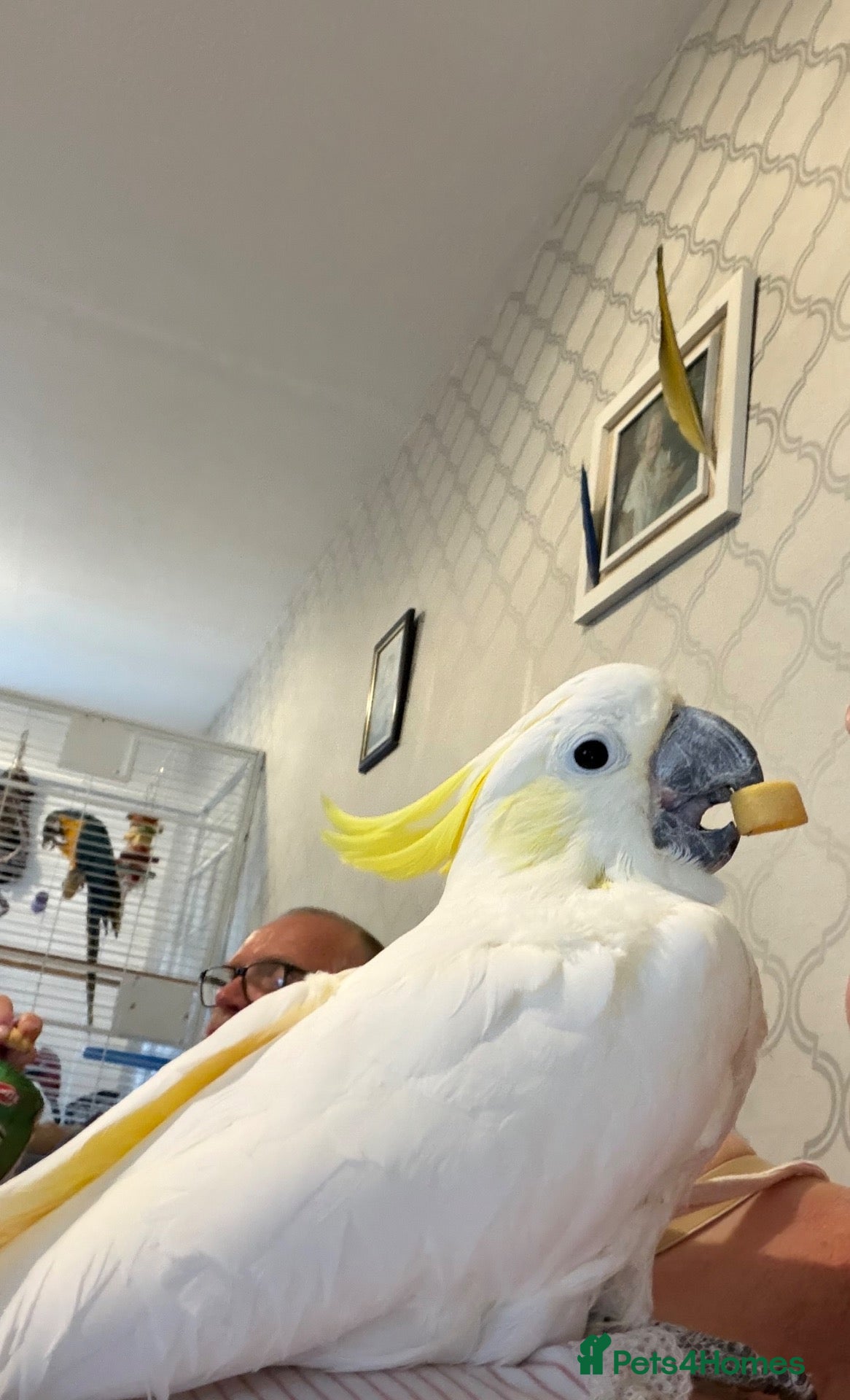 Cockatoo birds Lesser Crested Cockatoo - Advert 4