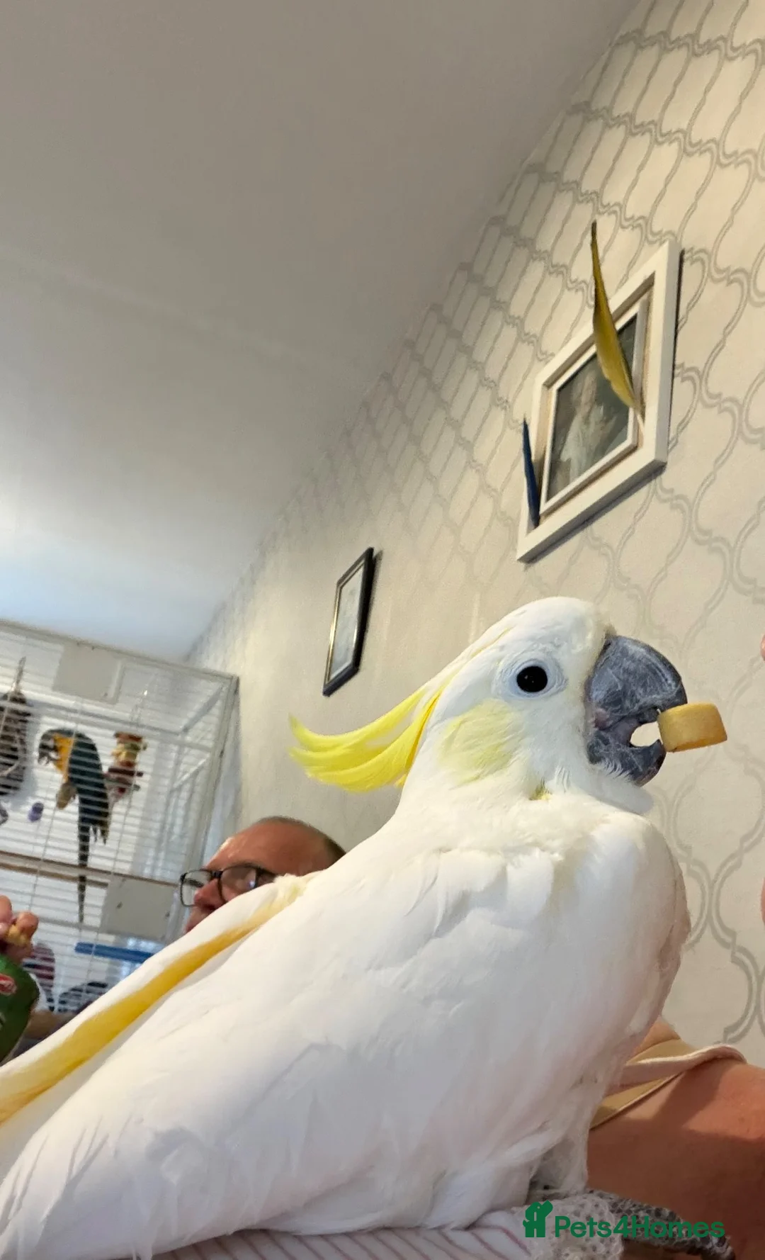 Cockatoo birds for sale: Lesser Crested Cockatoo in Newton Aycliffe - Advert 1