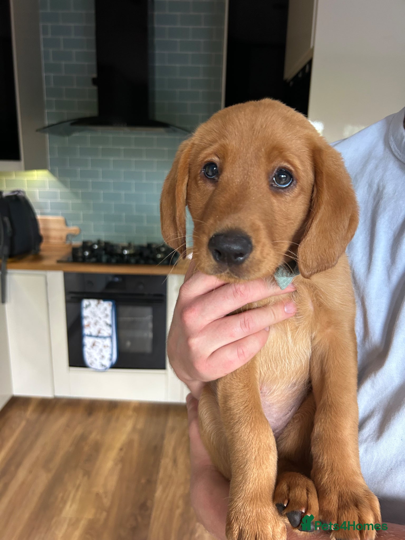 Labrador Retriever dogs KC Fox Red Labrador puppy for sale  - Advert 1