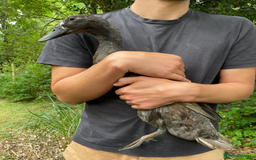 Ducks poultry for sale: Friendly Indian Runner drake ******!  - Image 2