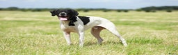 Pointer dogs for stud: Proven Health tested pointer  in Doncaster - Advert 14