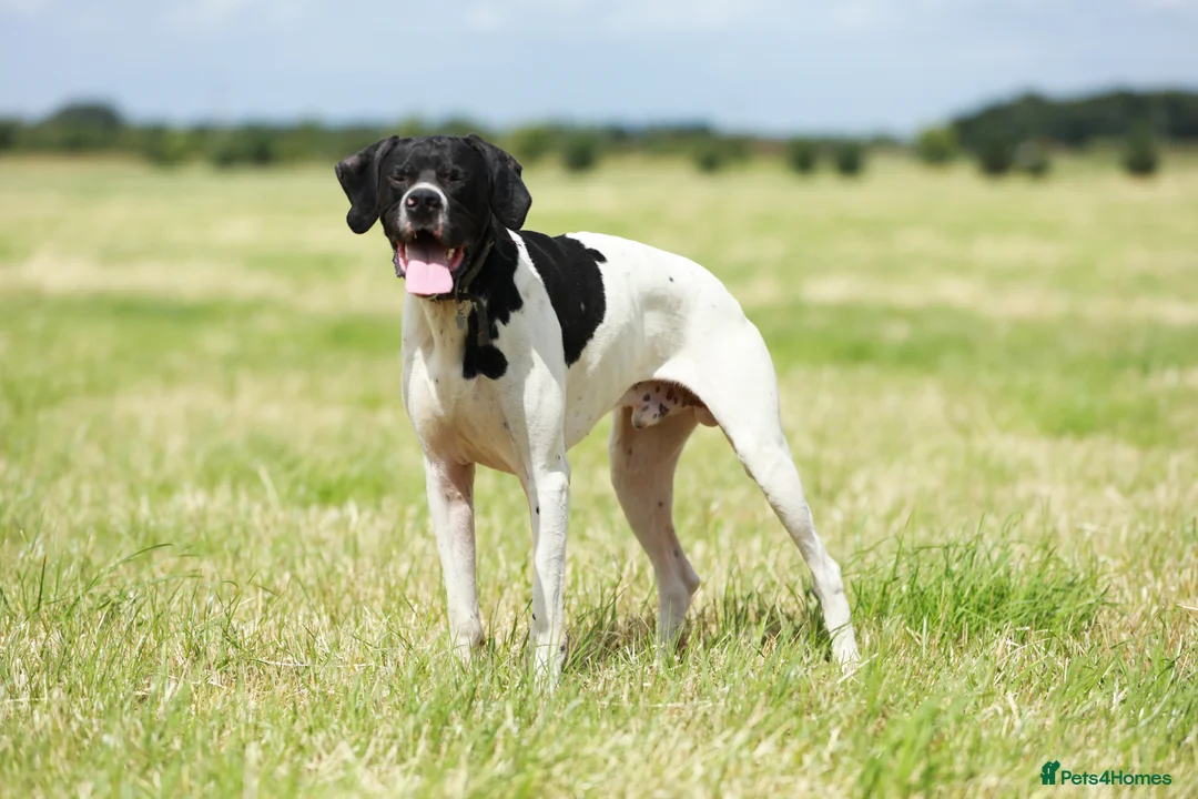 Pointer dogs for stud: Proven Health tested pointer  in Doncaster - Advert 14