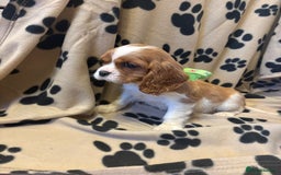 Cavalier King Charles Spaniel dogs for sale: ✨Adorable King Charles Cavalier Puppies✨READY NOW✨ - Advert 14