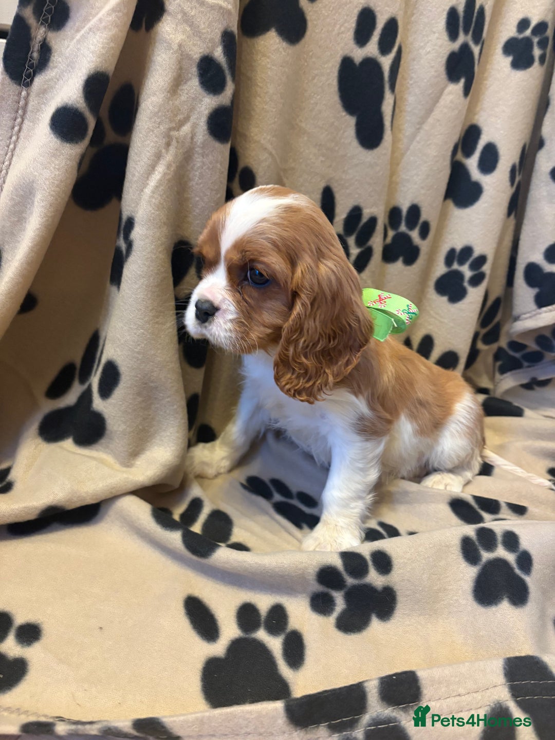 Cavalier King Charles Spaniel dogs for sale: ✨Adorable King Charles Cavalier Puppies✨READY NOW✨ - Advert 14