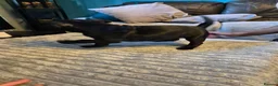 Staffordshire Bull Terrier dogs for sale: Black male kc reg Staffordshire bull terrier  - Advert 6