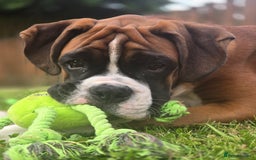 Boxer dogs for sale: 7 month boxer pup  - Image 8