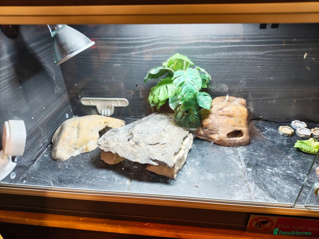 Leopard Gecko reptiles for sale: Female leopard gecko super sweet & full enclosure - Image 2