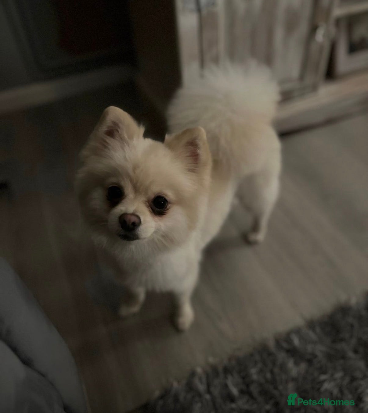 Pomeranian dogs Lovely girl Pom needs rehoming  - Advert 16