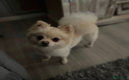 Pomeranian dogs for sale: Lovely girl Pom needs rehoming  - Advert 1