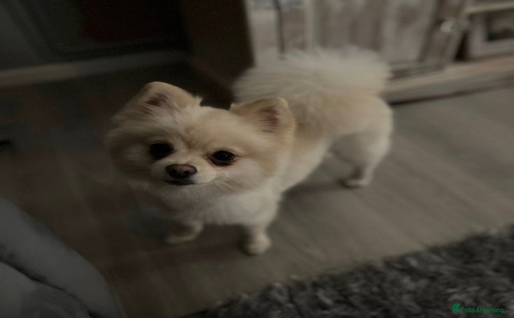 Pomeranian dogs Lovely girl Pom needs rehoming  - Advert 1