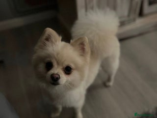 Pomeranian dogs for sale: Lovely girl Pom needs rehoming - Advert 1