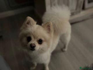 Pomeranian dogs Lovely girl Pom needs rehoming - Advert 17