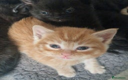 Mixed Breed cats for sale: Gorgeous Kittens. GINGER & All Black - Image 10