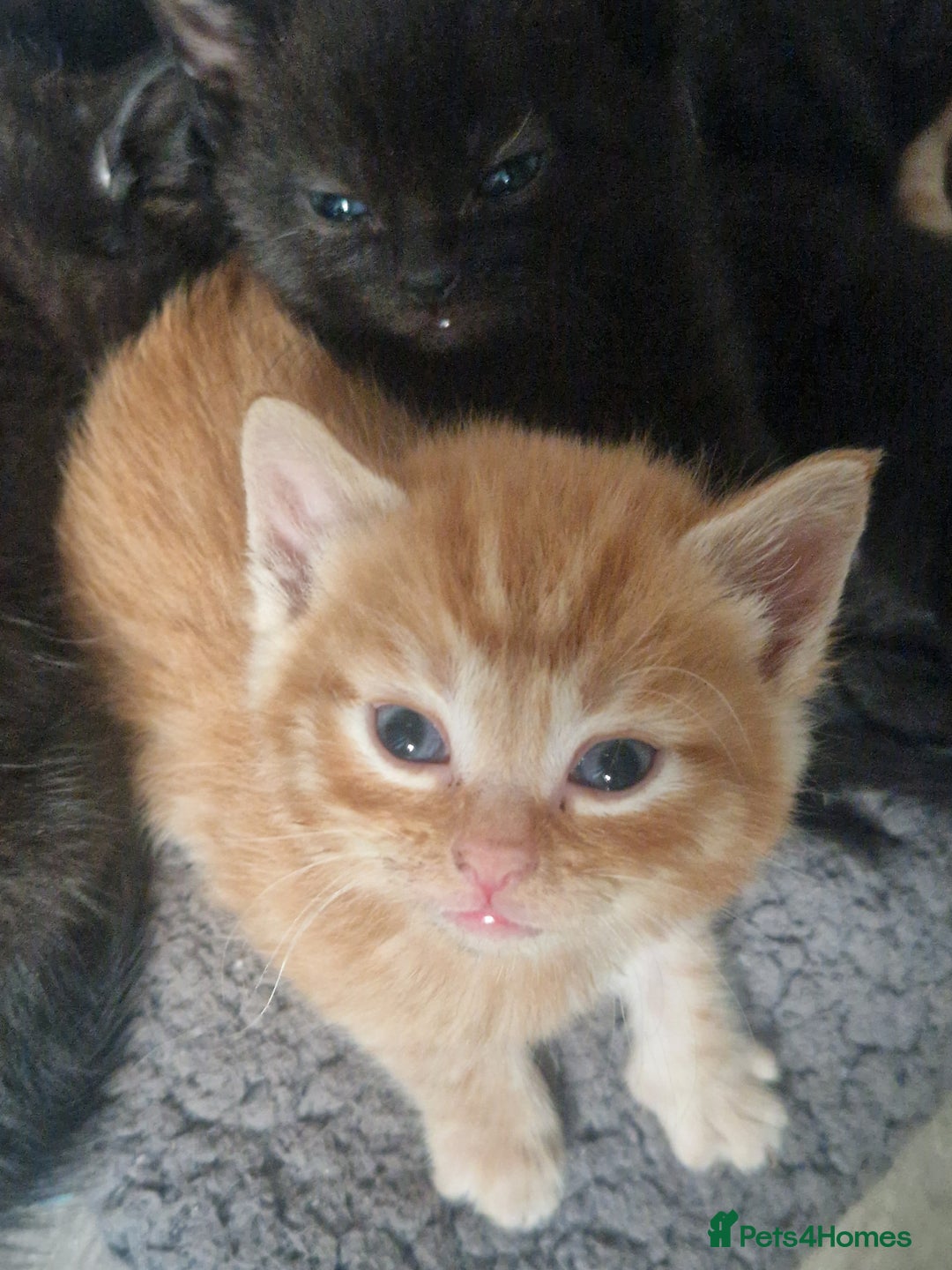 Mixed Breed cats for sale: Gorgeous Kittens. GINGER & All Black - Image 10