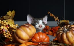 Devon Rex cats for sale: 🎉❤️ Full pedigree, healthy Devon rex boy 🎉❤️ - Image 15