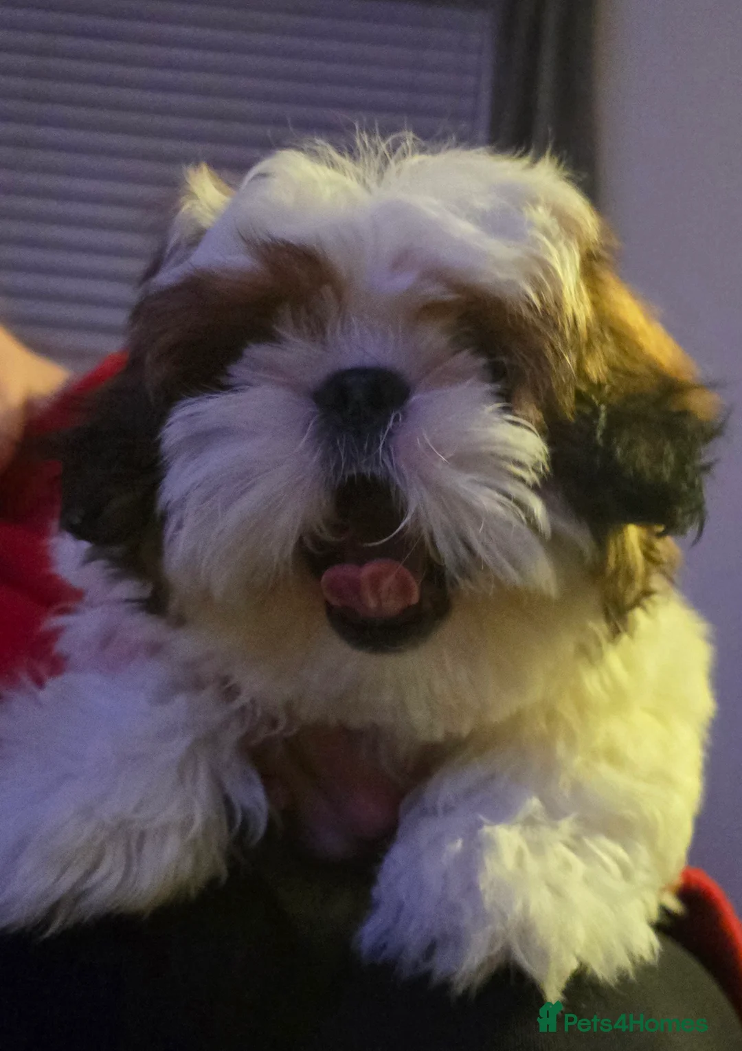 Shih Tzu dogs for sale: Shih Tzu Puppy for Sale - Advert 15