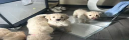 Golden Retriever dogs for sale: ⭐️ 4 beautiful puppies looking for forever homes⭐️ - Advert 23