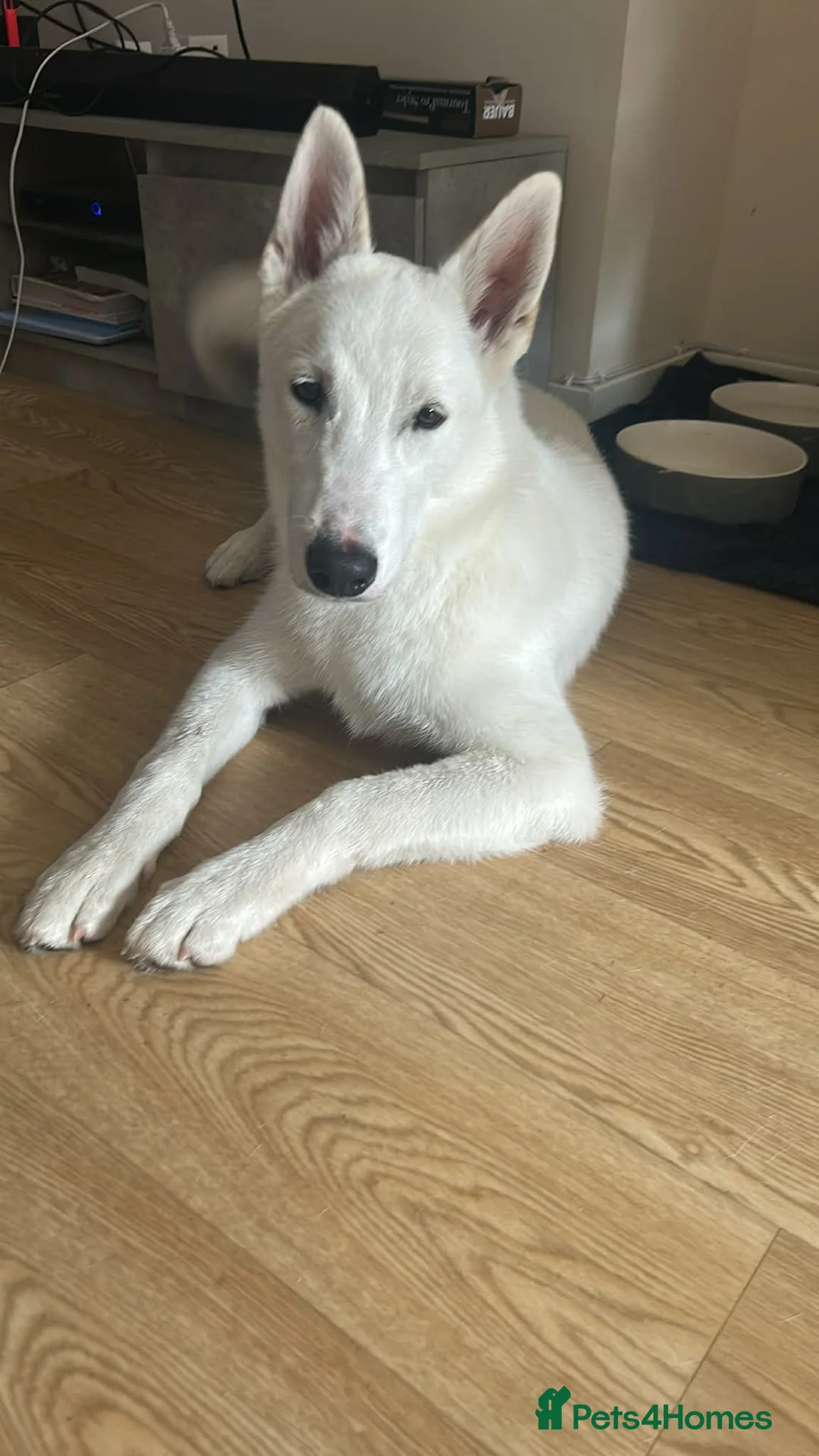Mixed Breed dogs for sale: 1 year old Siberian Huskey cross Alaskan Malamute  - Advert 4